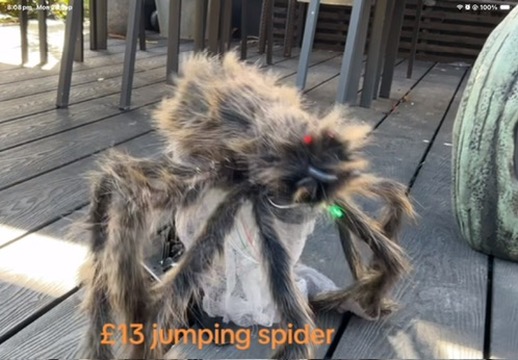 The Jumping Spider